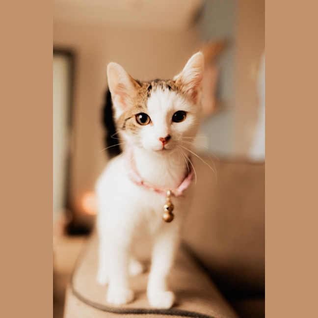 Photo of Phineas & Ferb