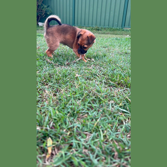 Photo of Meenie