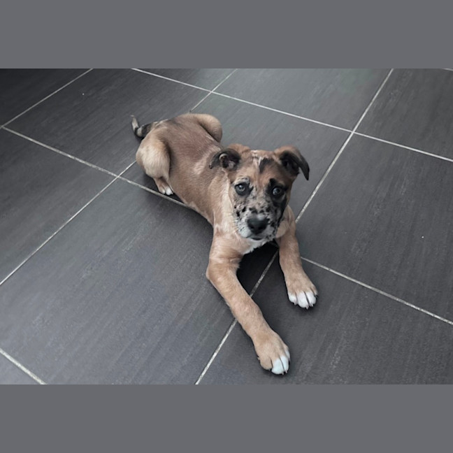 Photo of Dottie 
