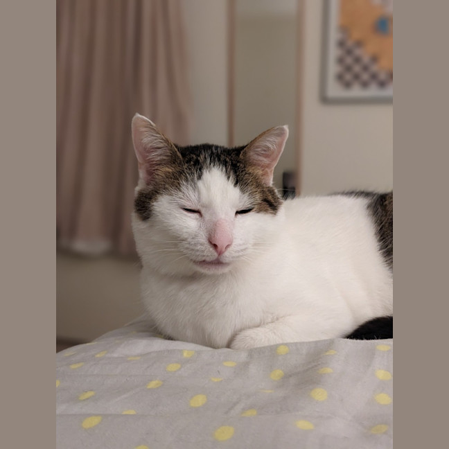 Photo of Merlin   Located In Wallan