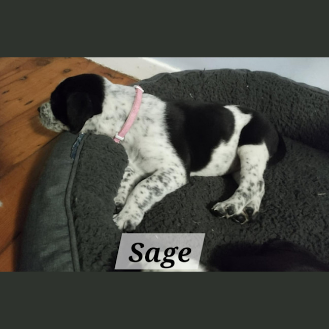 Photo of Sage