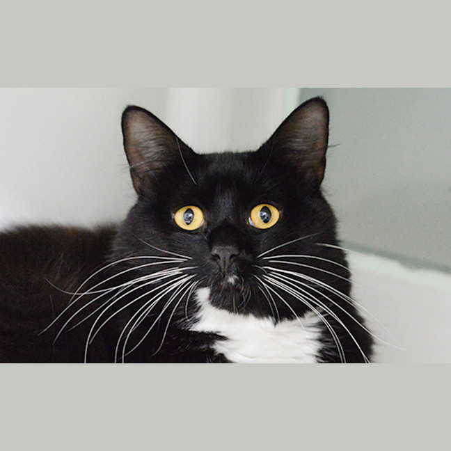 Photo of Chairman Meow