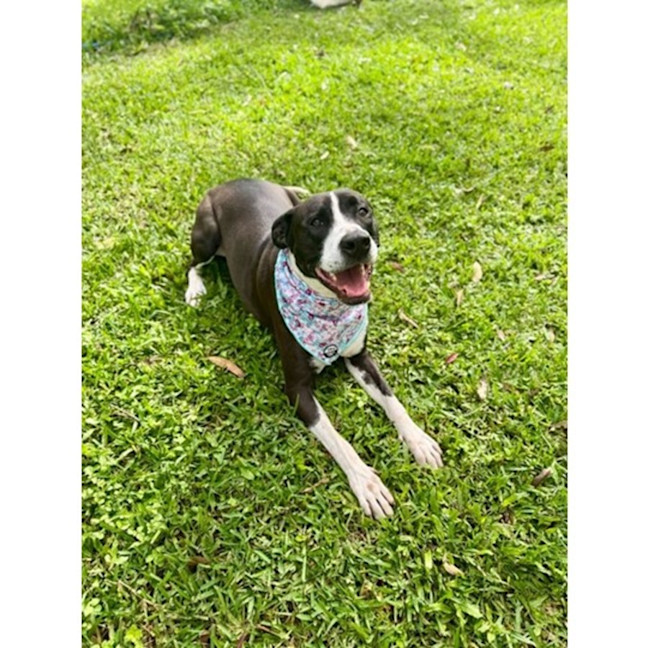 Photo of Jazzie *$150 Adoption Fee*