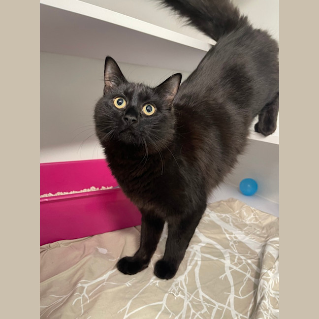 Photo of Shadow