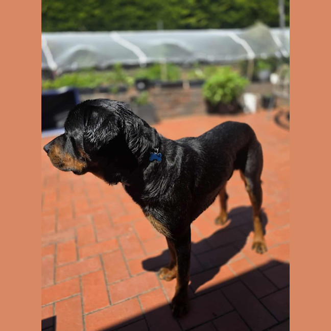 Photo of Big Baby Ben