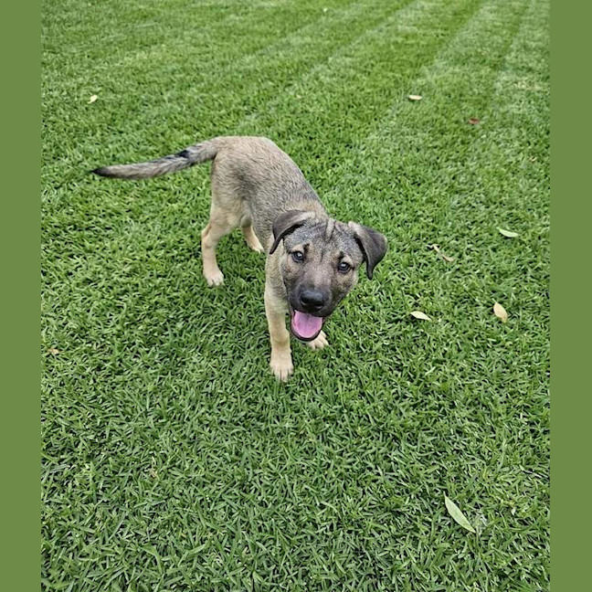 Photo of Bandit