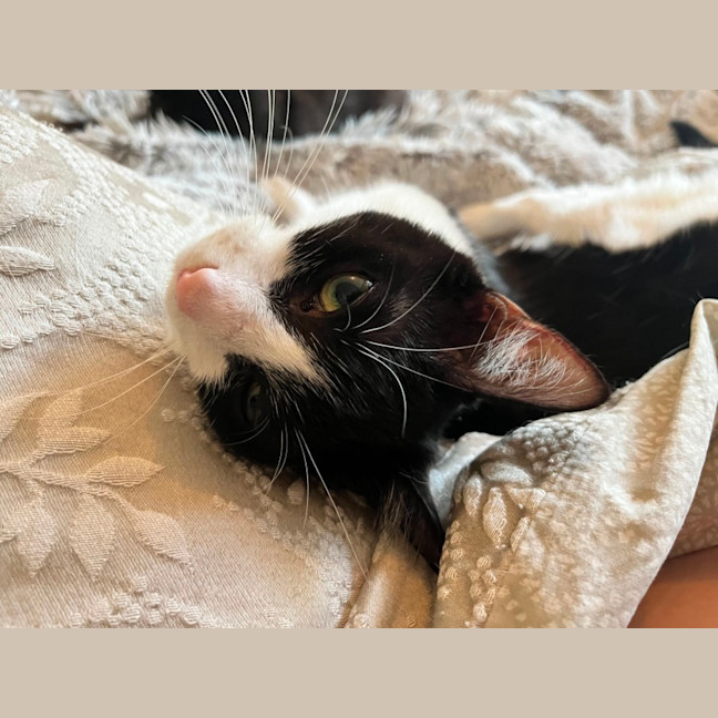 Photo of Bessie *9 Lives Project Rescue*