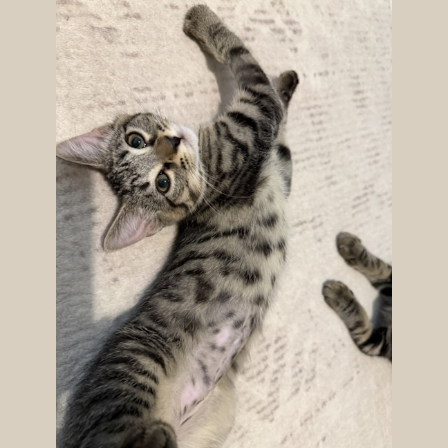 Photo of Nova *9 Lives Project Rescue*