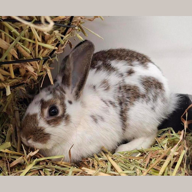 Photo of King Bun