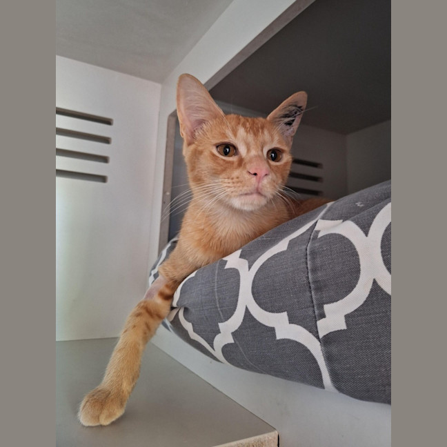 Photo of Porcupine *Meet Me At Pet Stock Birkenhead Point*