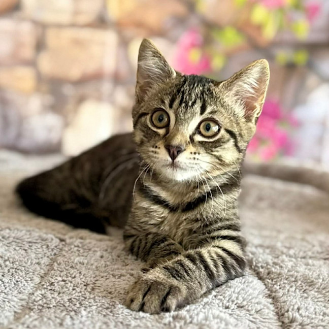 Photo of Captain Frankie (Located In Templestowe)