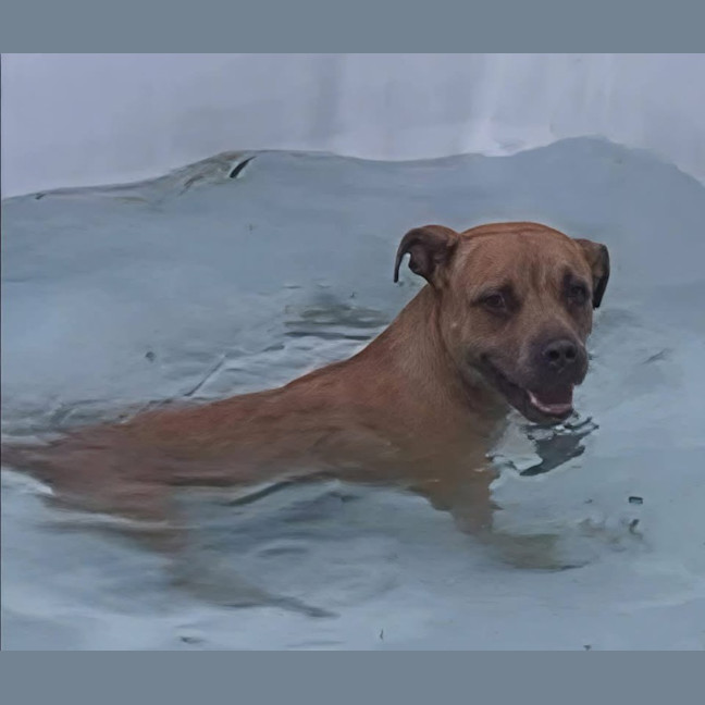 Photo of Sasha   7 Year Old Staffy