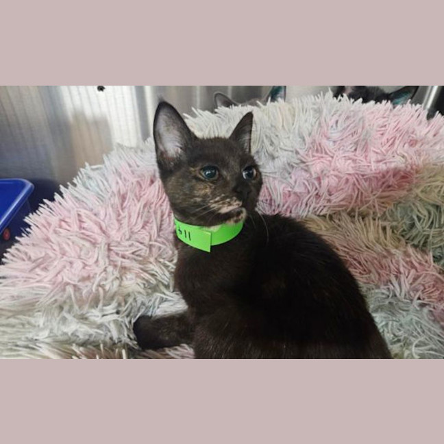 Photo of Opal