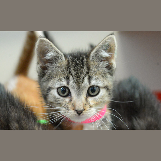 Photo of Freya