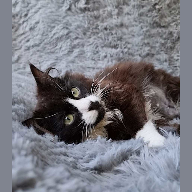 Photo of Mercedes