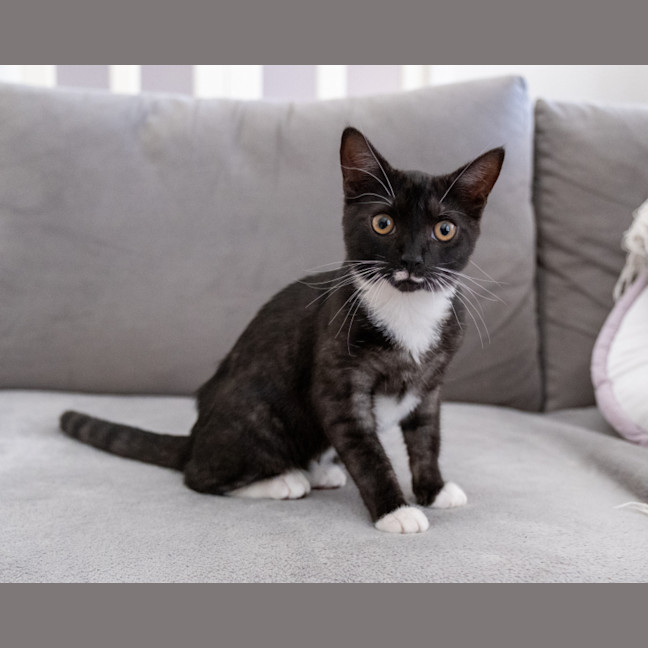 Photo of Thimble