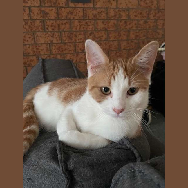 Photo of Whiskers