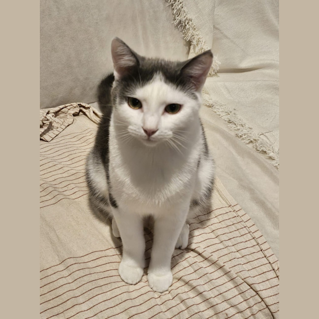 Photo of Silky