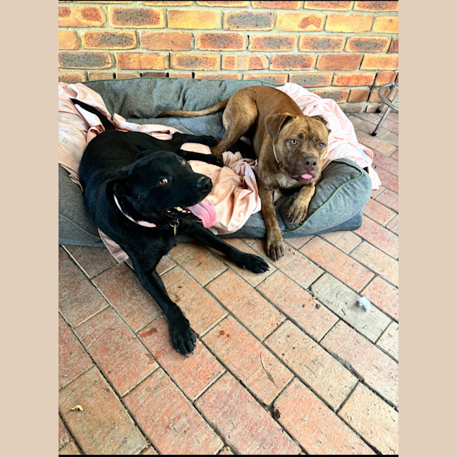 Photo of Gilian*** Crate, Toilet And House Trained