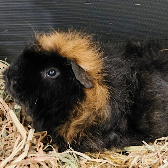 Photo of Tofu & Brownie Boy