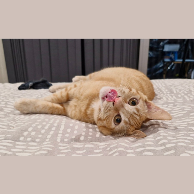 Photo of Taco (& Nacho)