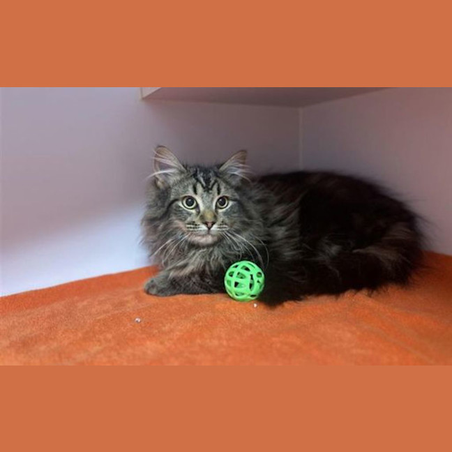 Photo of Bongo