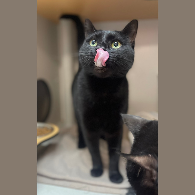 Photo of Soot