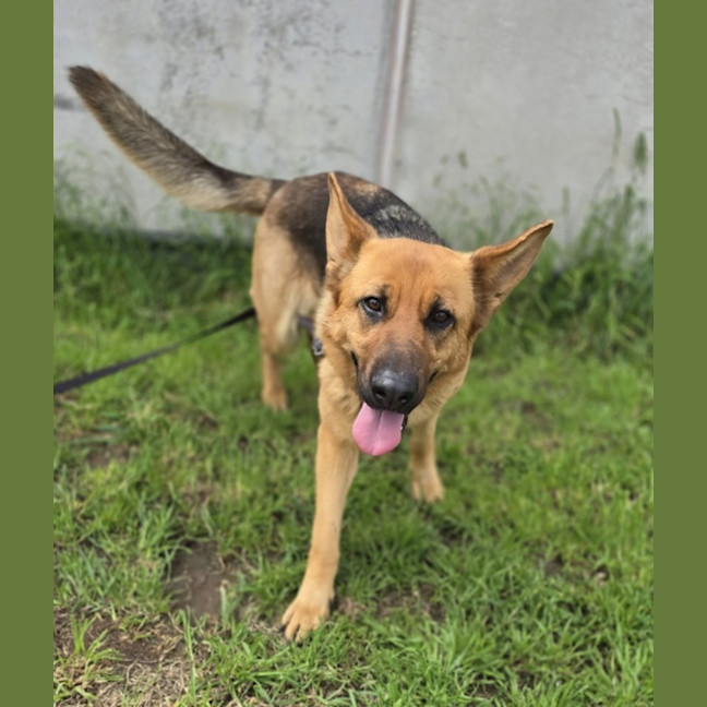 Photo of Peach (67285)