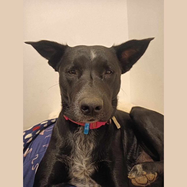 Photo of Dobby