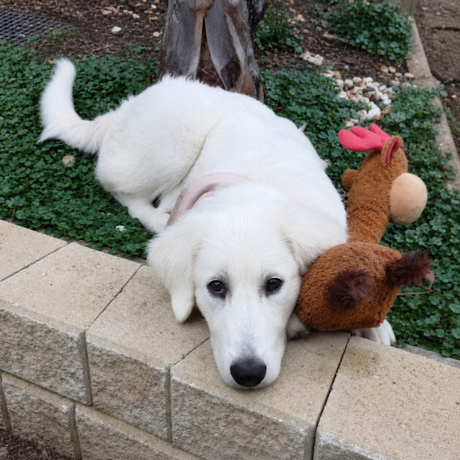 Photo of Maisy