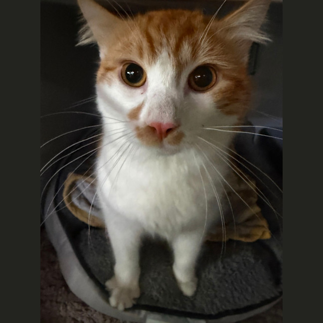 Photo of Crouton
