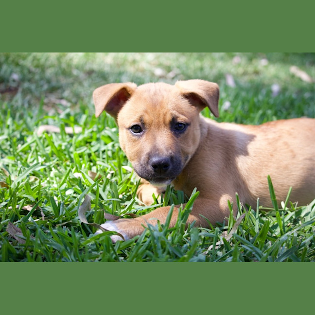 Photo of Maple