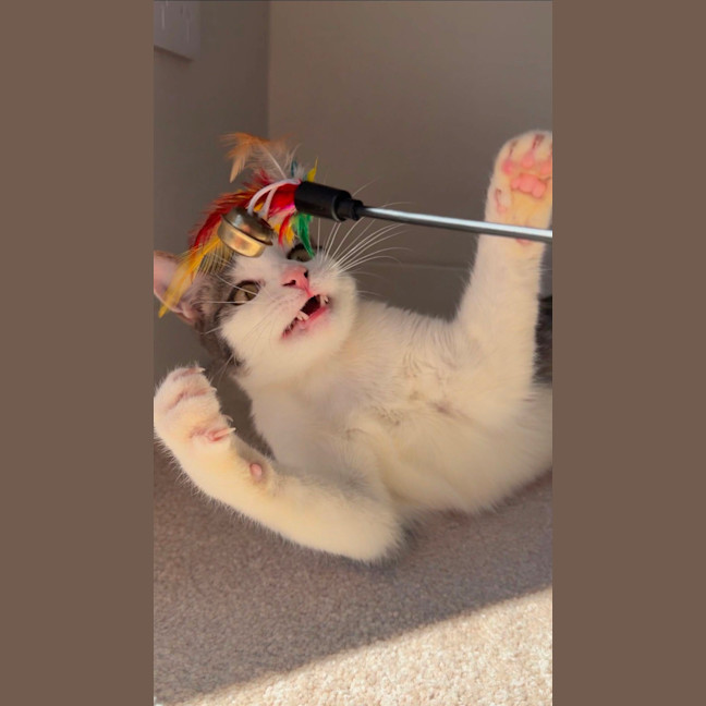 Photo of Sundae