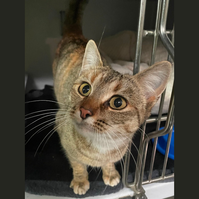Photo of Sundae