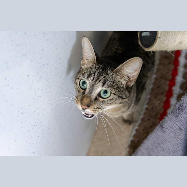 Photo of Lucky Tiger