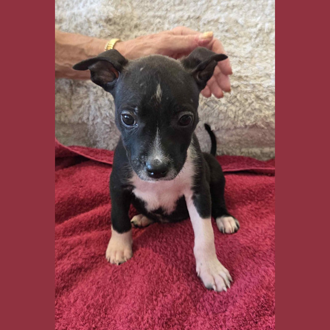 Photo of Penny