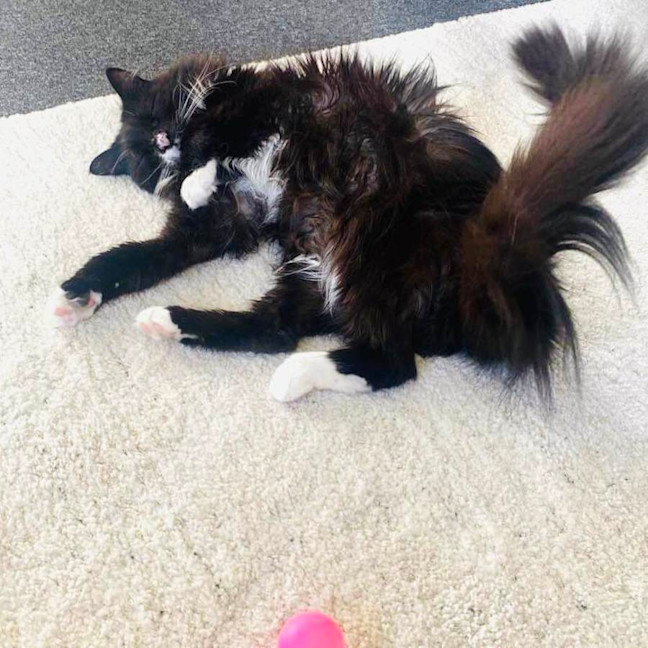 Photo of Kormos   Located In Thornbury