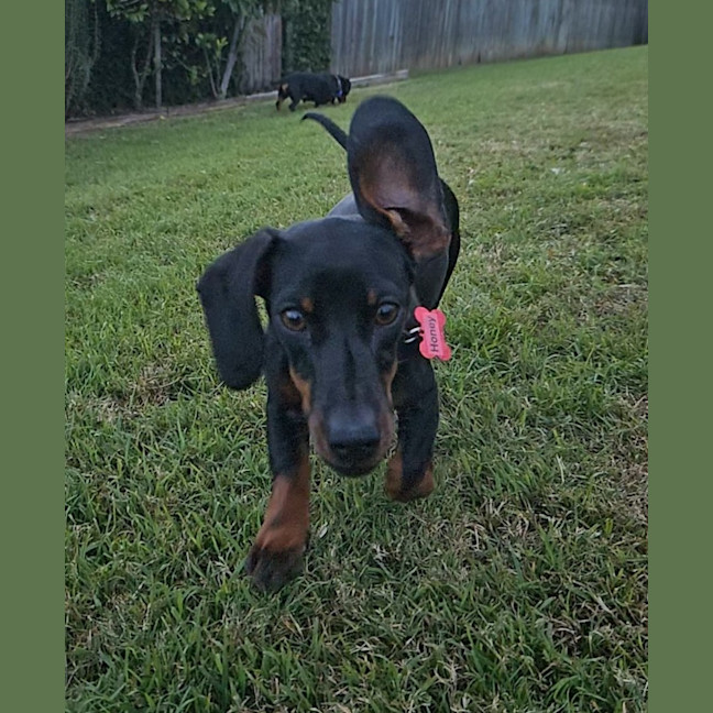 Photo of Honey   Puppy   3.5kg