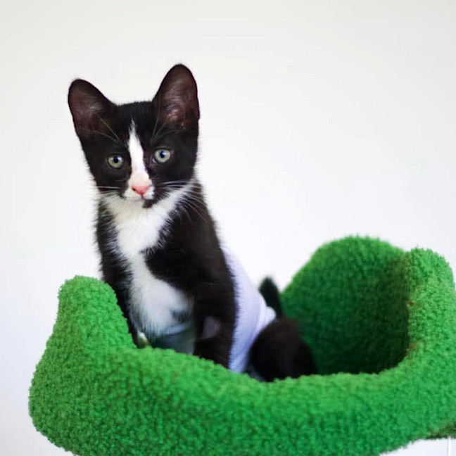 Photo of 🤩 Charlie Girl 🤩