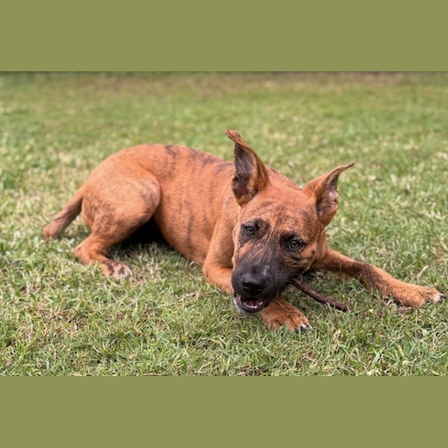 Photo of D1134 Jazzy