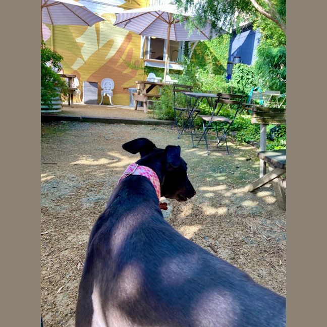 Photo of Misty, The Greyhound