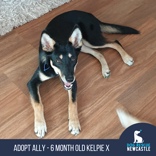 Photo of Ally   6 Month Old Kelpie X