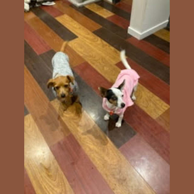 Photo of Rat And Mouse