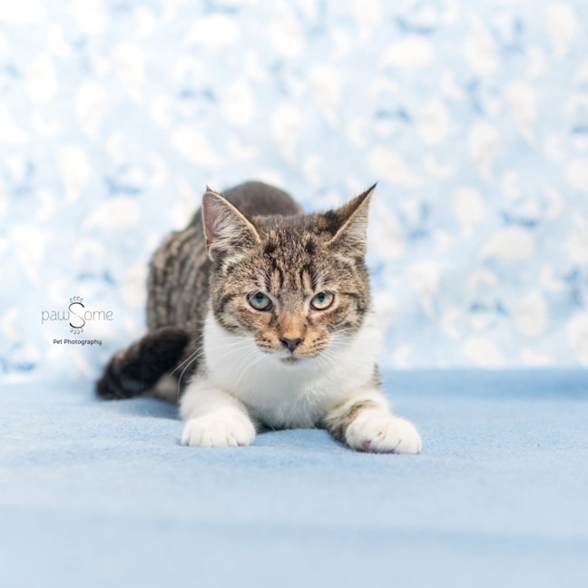 Photo of Atlas **2nd Chance Cat Rescue**