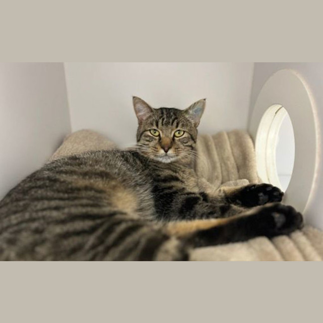 Photo of Rhubarb