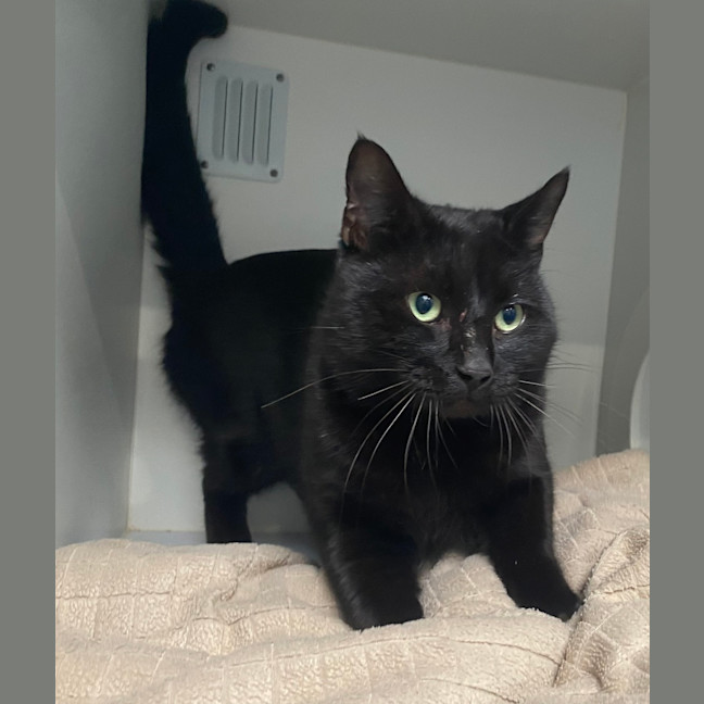 Photo of Apollo