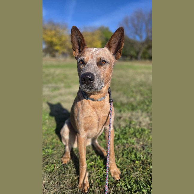 Photo of Chip