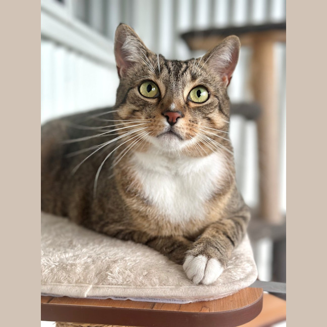 Photo of Smokey Bandit