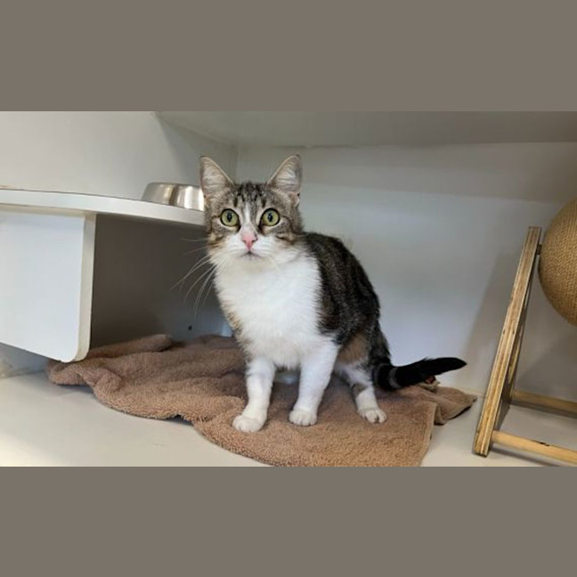 Photo of Daisy