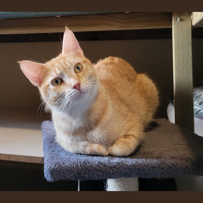Photo of Peanut